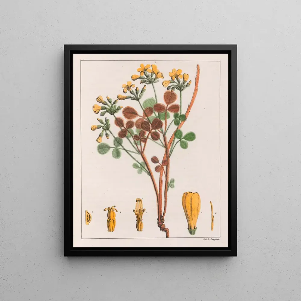 Obraz Oxalis fulva - Auguste de Saint-Hilaire | Druk artystyczny