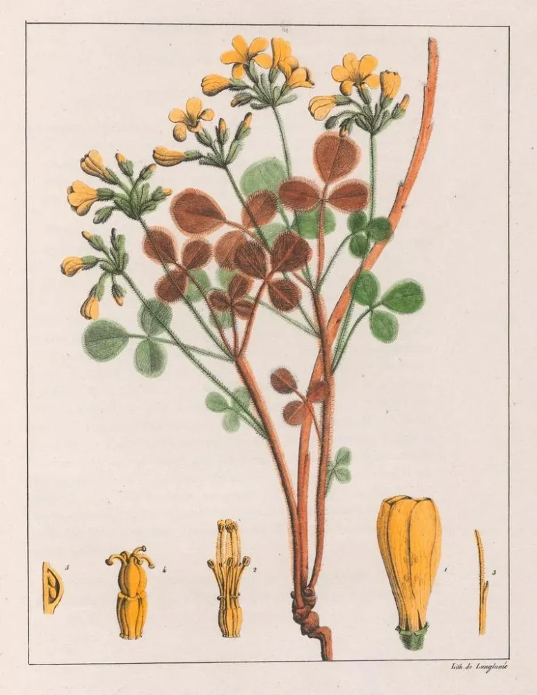 Obraz Oxalis fulva - Auguste de Saint-Hilaire | Druk artystyczny