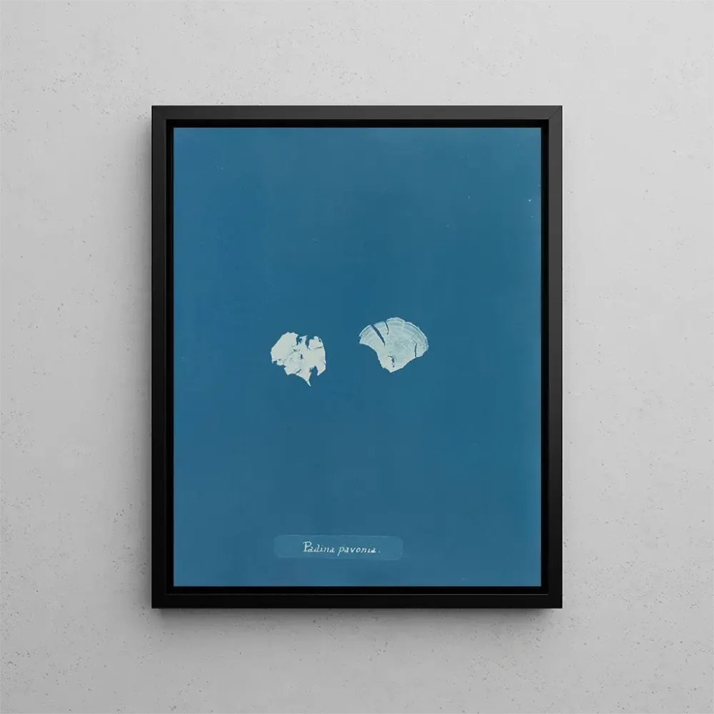 Obraz Padina Pavonia (Cas Conflit) - Anna Atkins | Druk artystyczny