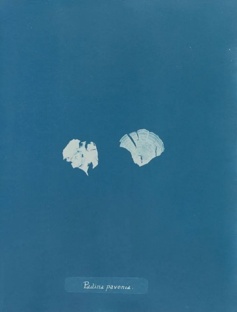 Obraz Padina Pavonia (Cas Conflit) - Anna Atkins | Druk artystyczny