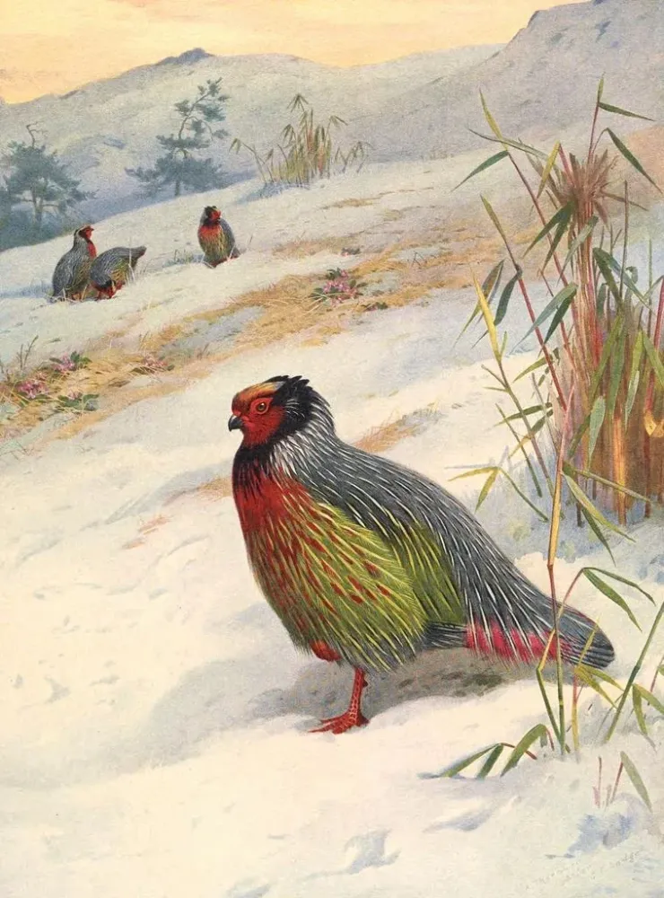 Obraz Perdrix de sang de Kusers - Archibald Thorburn | Druk artystyczny