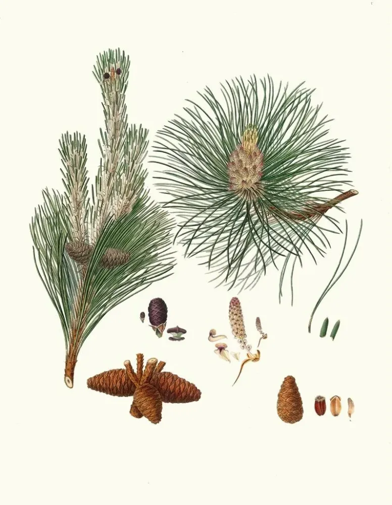 Obraz Pinus resinosa - Aylmer Bourke Lambert | Druk artystyczny