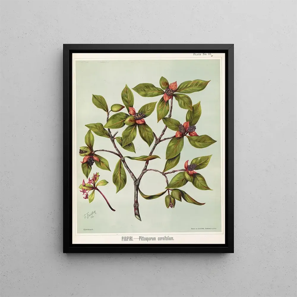 Obraz Piripiri Pittosporum cornifolium, Planche 10 - Sarah Featon | Druk artystyczny