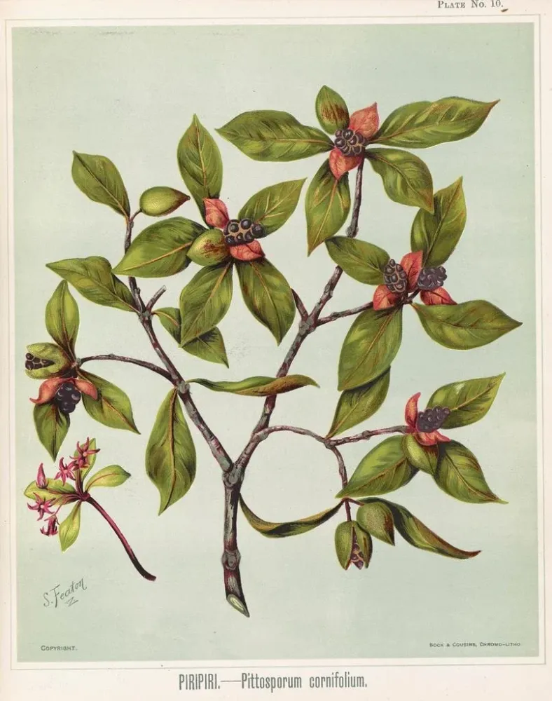 Obraz Piripiri Pittosporum cornifolium, Planche 10 - Sarah Featon | Druk artystyczny