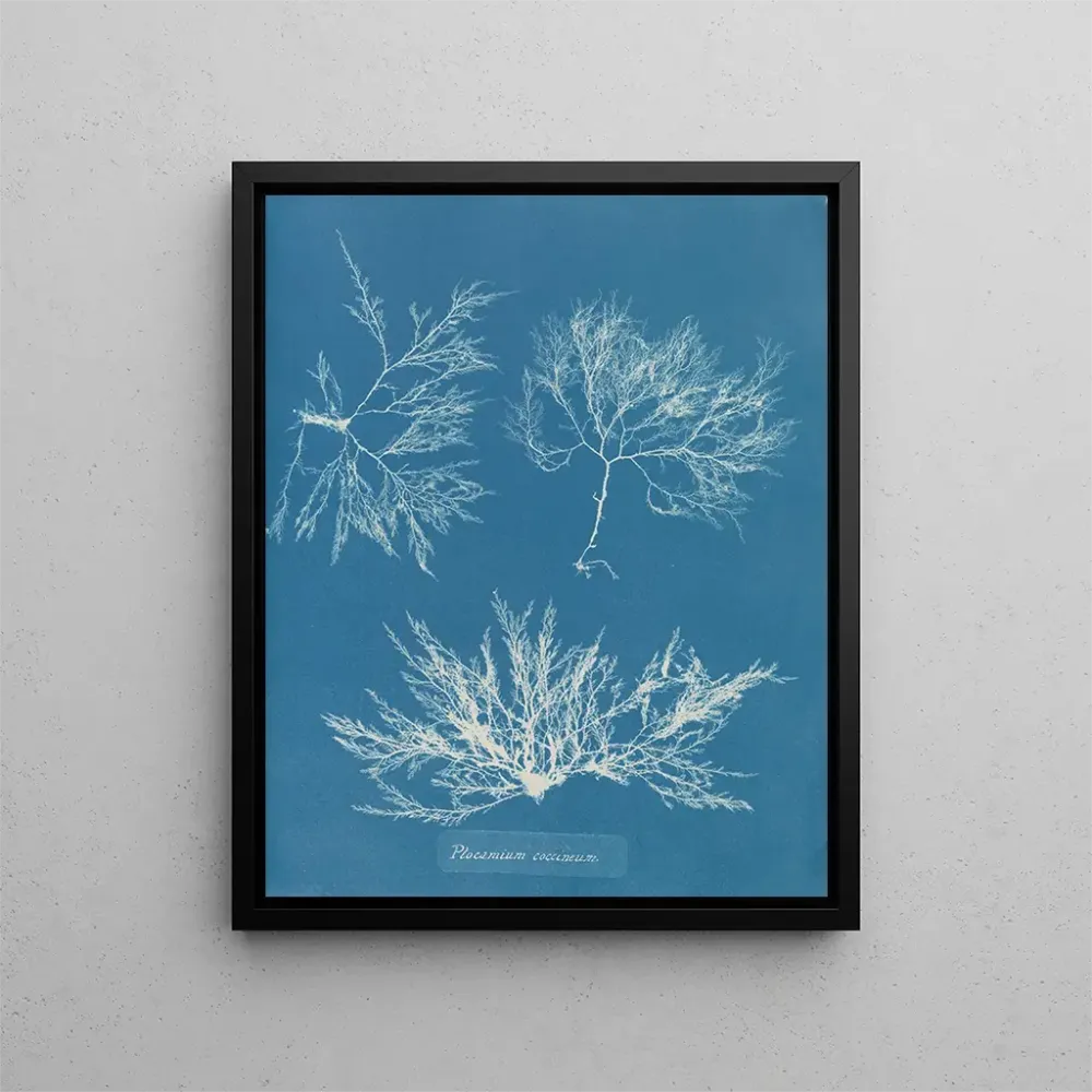 Obraz Plocamium cramoisi - Anna Atkins | Druk artystyczny