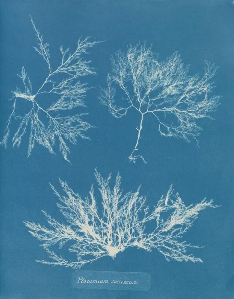 Obraz Plocamium cramoisi - Anna Atkins | Druk artystyczny
