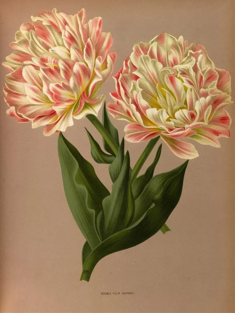 Obraz Podwójna tulipanowa Raphaël - Arentina Hendrica Arendsen