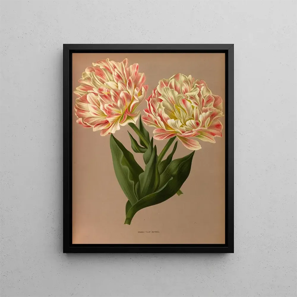 Obraz Podwójna tulipanowa Raphaël - Arentina Hendrica Arendsen
