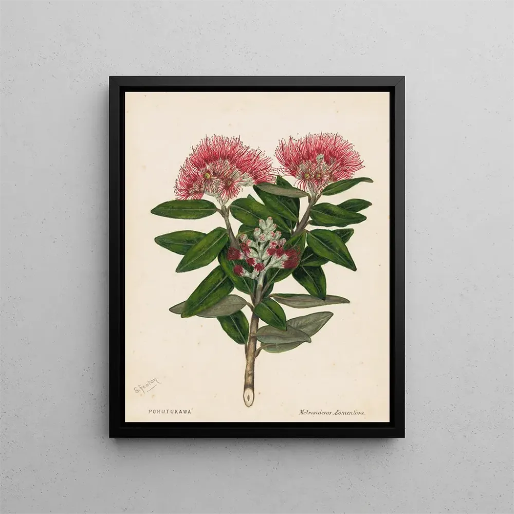 Obraz Pohutukawa Metrosideros tomentosa - Sarah Featon | Druk artystyczny