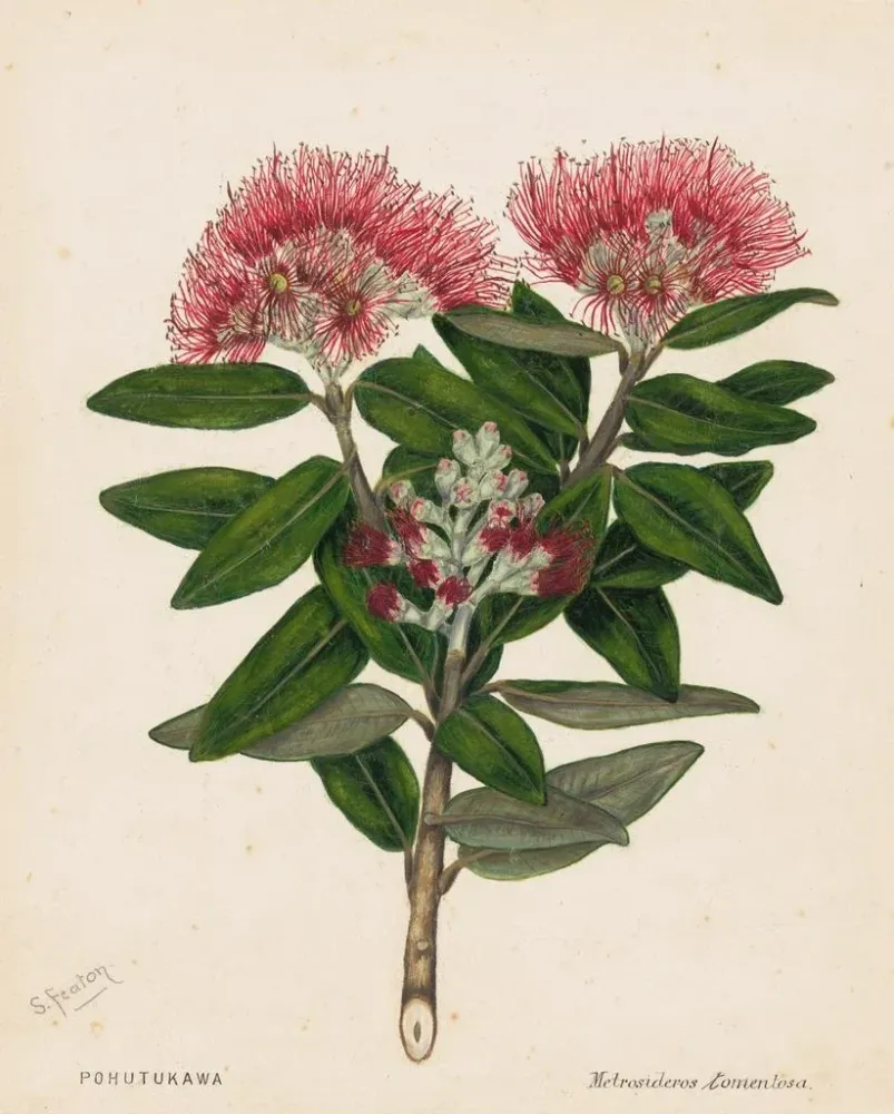Obraz Pohutukawa Metrosideros tomentosa - Sarah Featon | Druk artystyczny