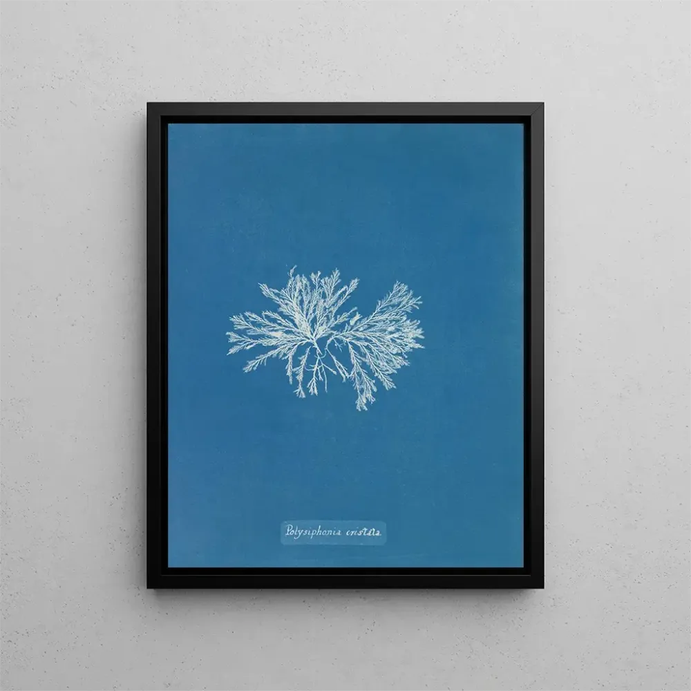 Obraz Polysiphonia cristata - Anna Atkins | Druk artystyczny