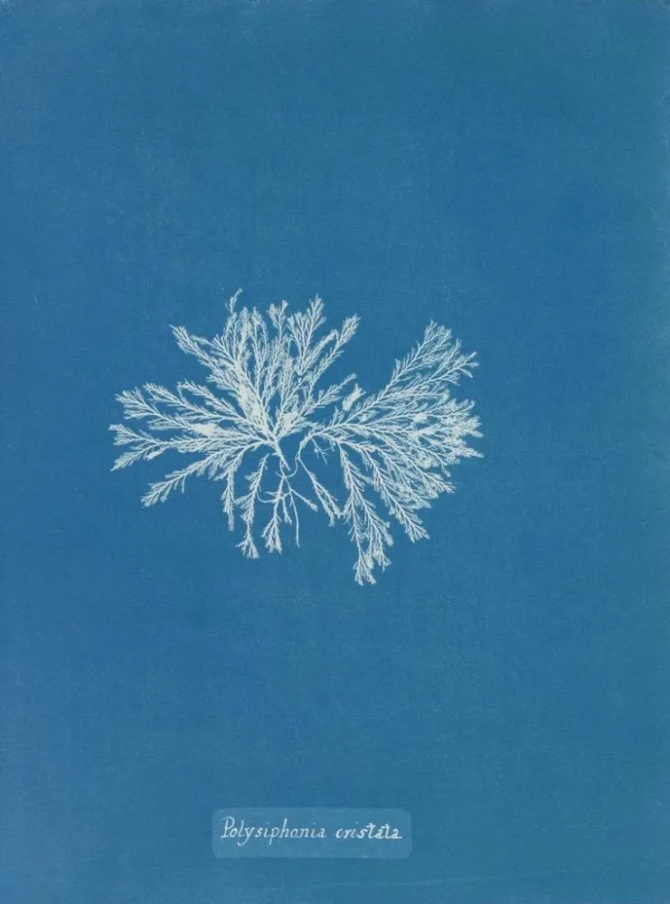 Obraz Polysiphonia cristata - Anna Atkins | Druk artystyczny
