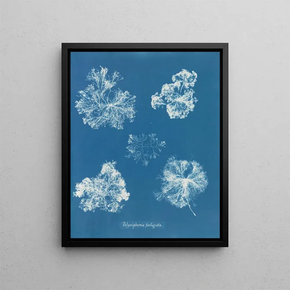 Obraz Polysiphonia fastigiata - Anna Atkins | Druk artystyczny