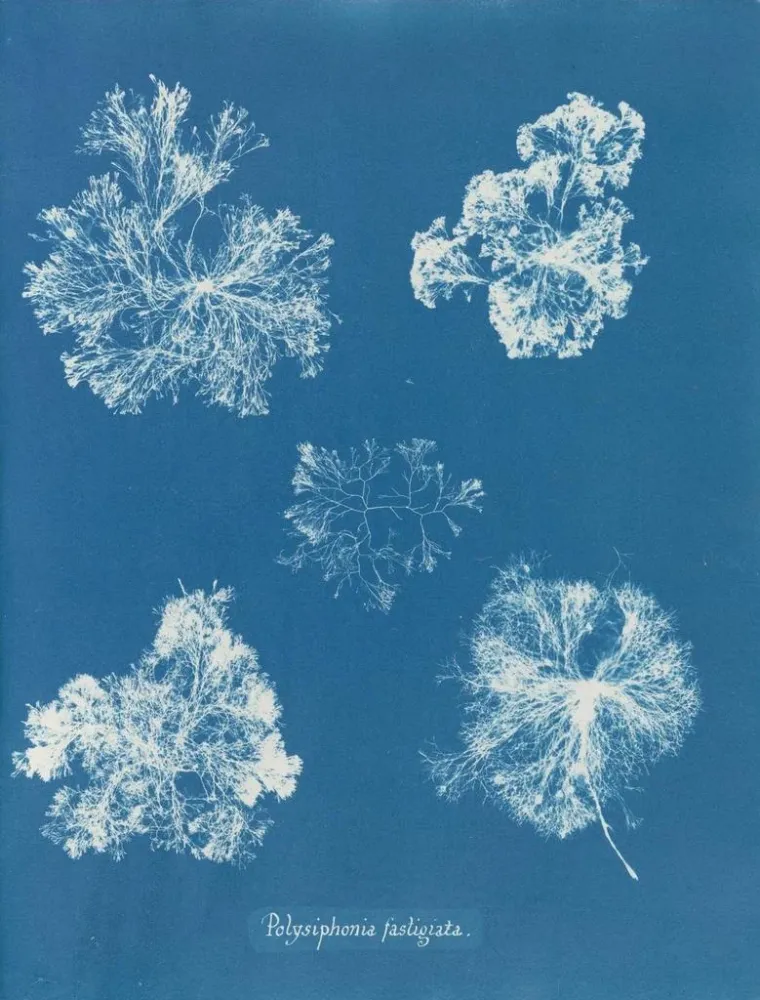 Obraz Polysiphonia fastigiata - Anna Atkins | Druk artystyczny