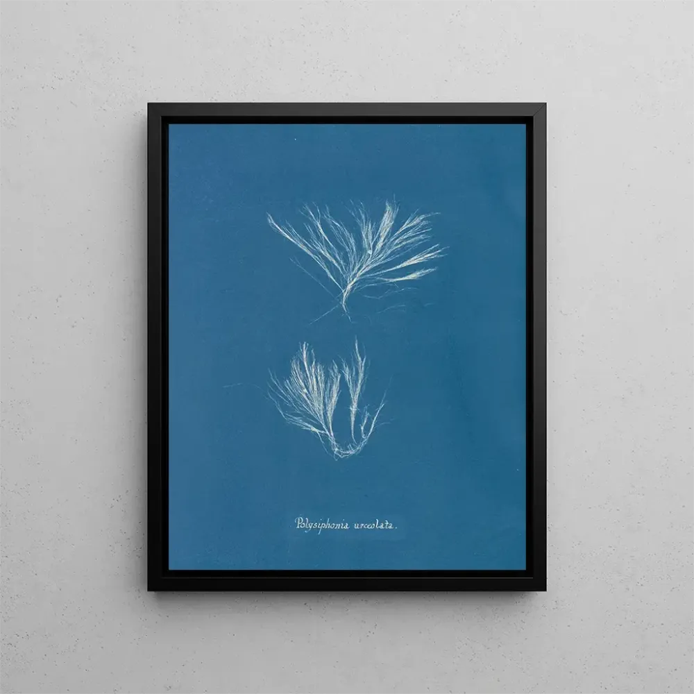 Obraz Polysiphonia urceolata - Anna Atkins | Druk artystyczny