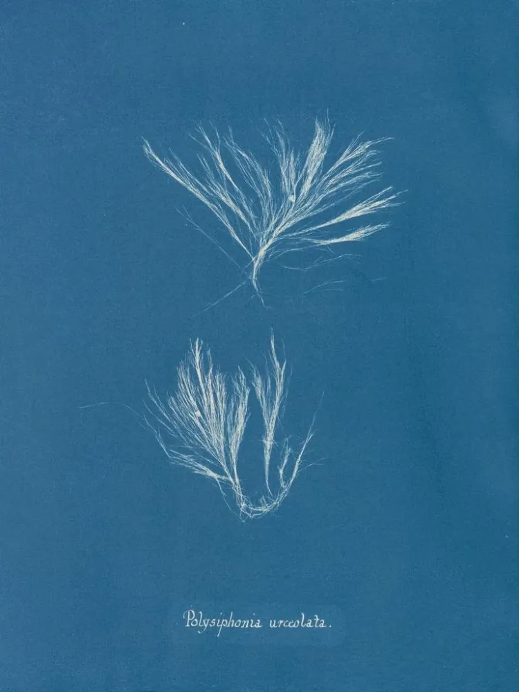 Obraz Polysiphonia urceolata - Anna Atkins | Druk artystyczny