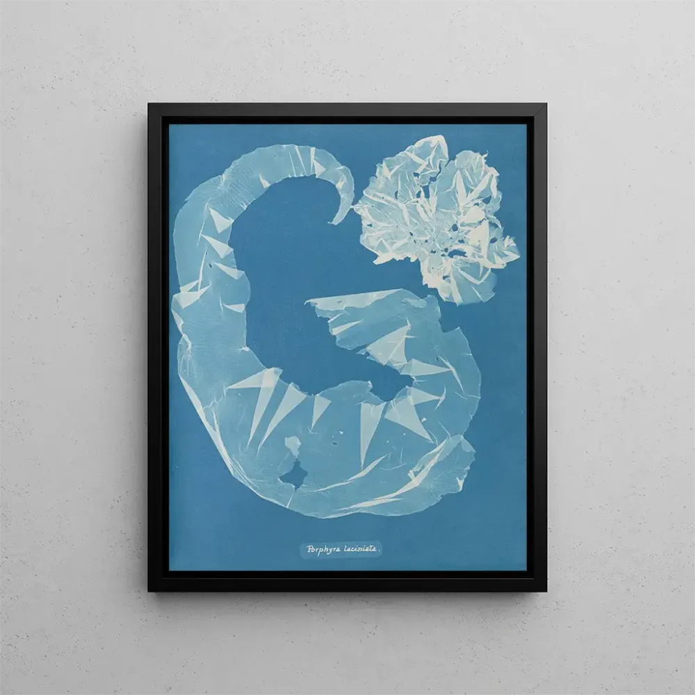 Obraz Porphyra laciniata - Anna Atkins | Druk artystyczny