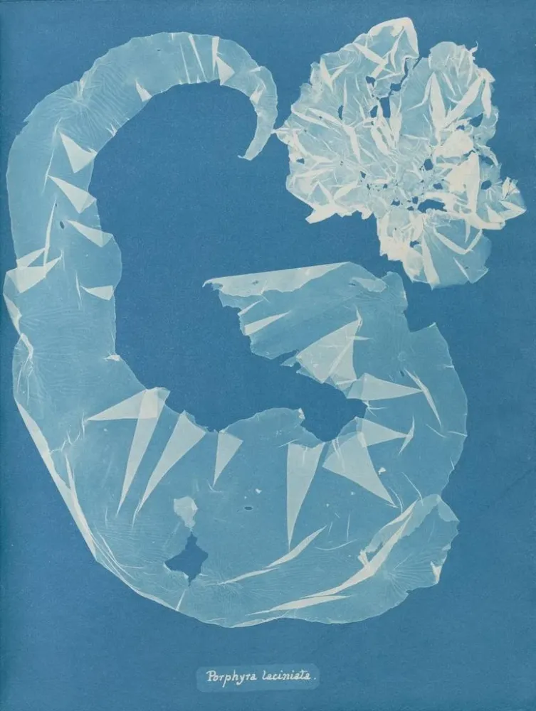 Obraz Porphyra laciniata - Anna Atkins | Druk artystyczny