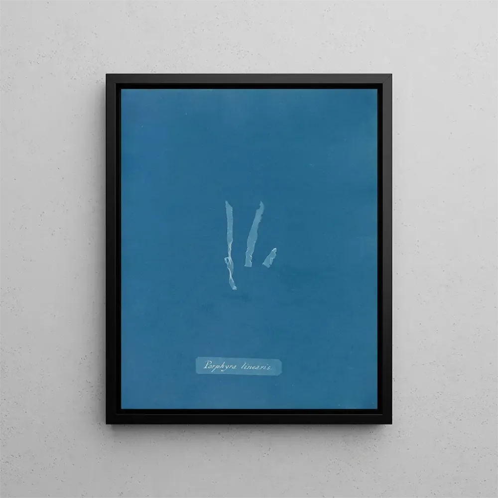 Obraz Porphyra linearis - Anna Atkins | Druk artystyczny