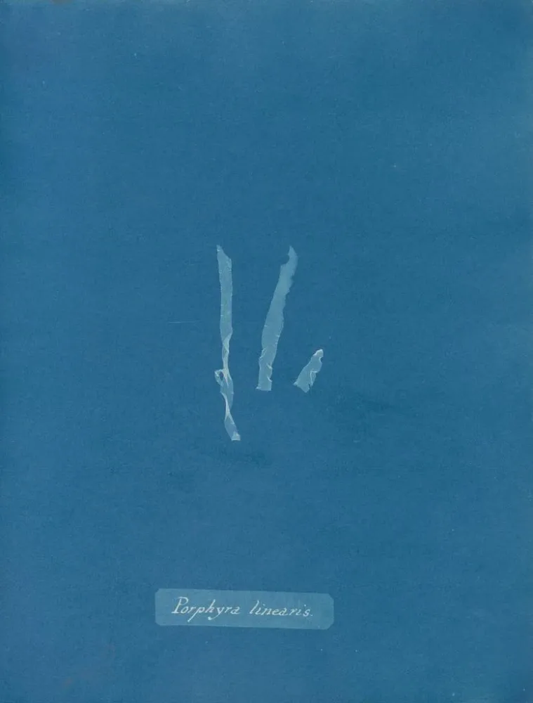 Obraz Porphyra linearis - Anna Atkins | Druk artystyczny