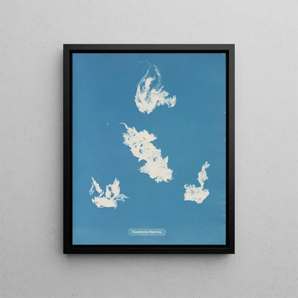 Obraz Port de plaisance de Vaucheria - Anna Atkins | Druk artystyczny