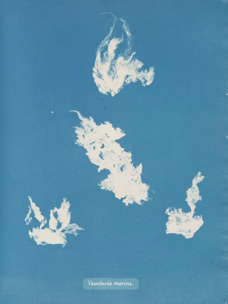Obraz Port de plaisance de Vaucheria - Anna Atkins | Druk artystyczny