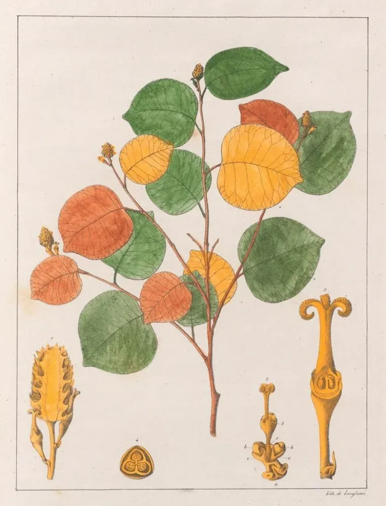 Obraz Prounea brasiliensis - Auguste de Saint-Hilaire | Druk artystyczny
