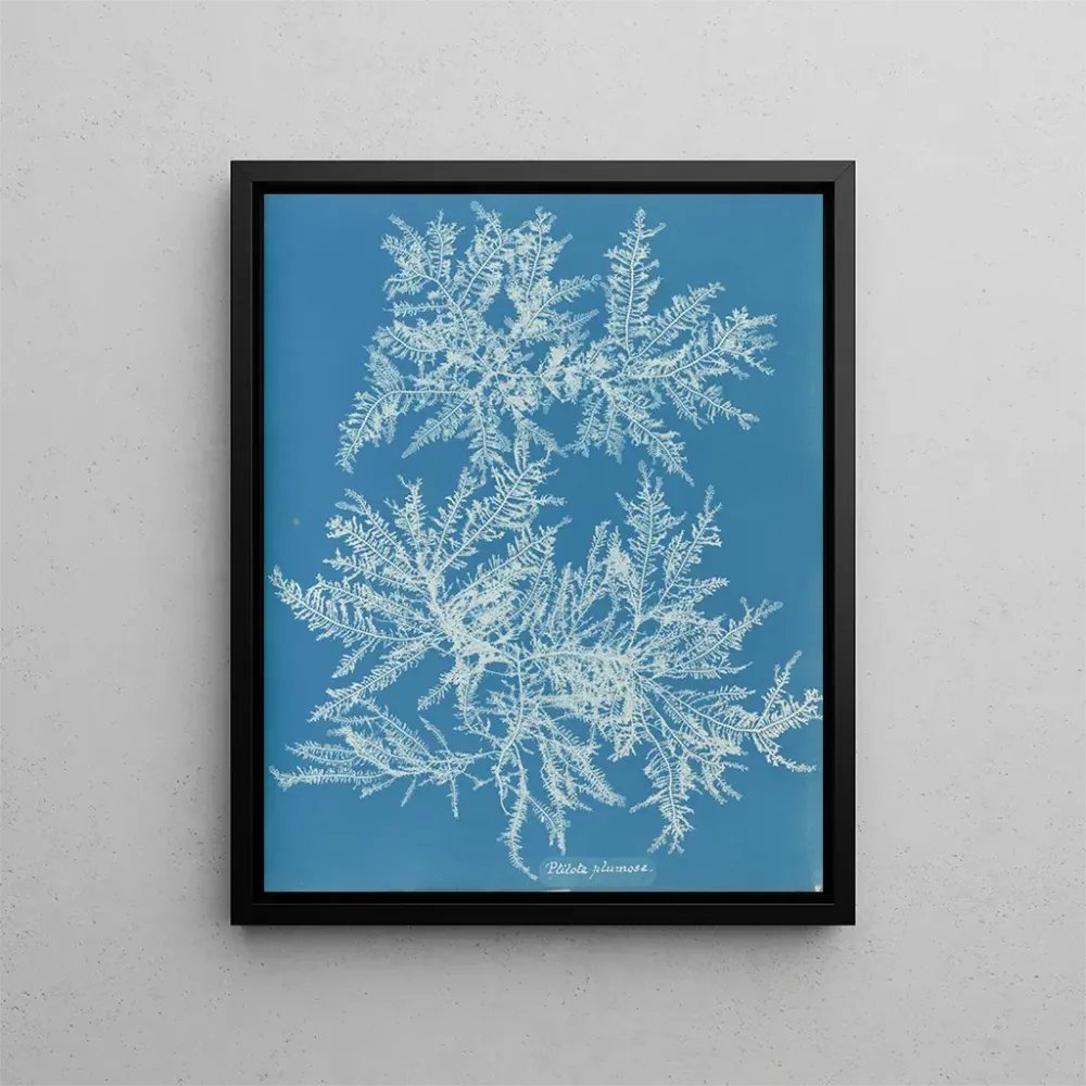 Obraz Ptilota plumosa - Anna Atkins | Druk artystyczny