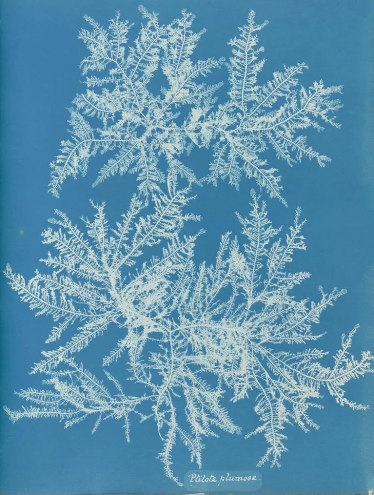 Obraz Ptilota plumosa - Anna Atkins | Druk artystyczny