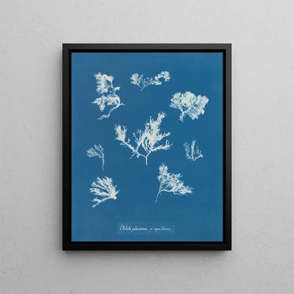 Obraz Ptilota plumosa - Anna Atkins | Druk artystyczny