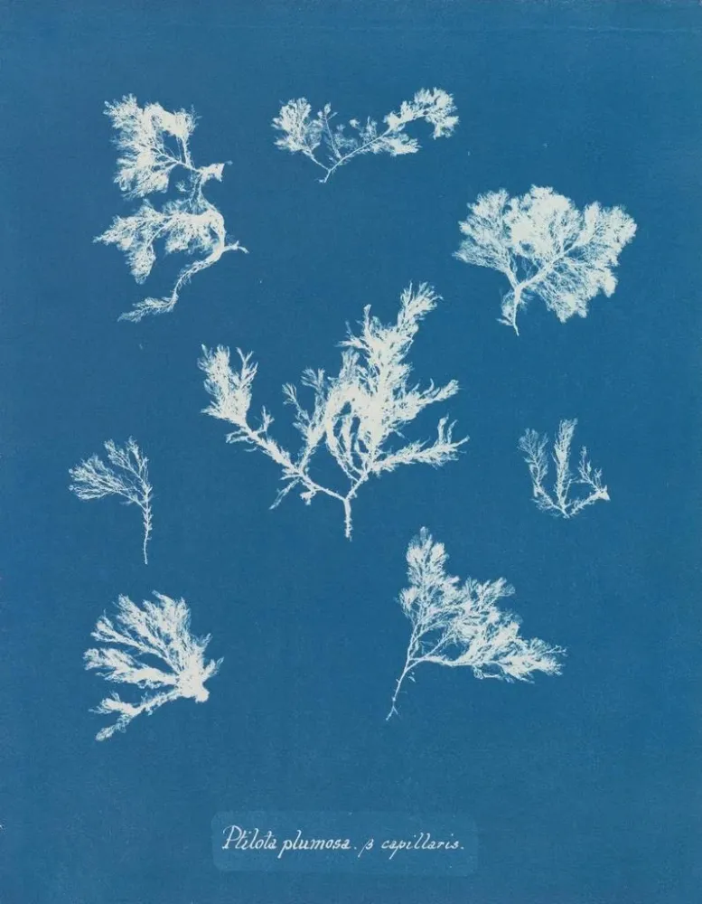 Obraz Ptilota plumosa - Anna Atkins | Druk artystyczny