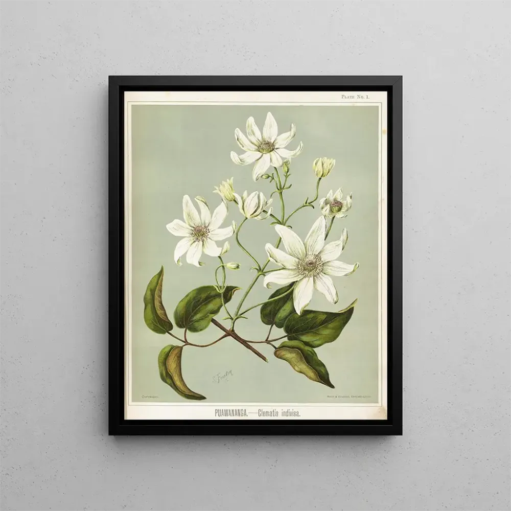 Obraz Puawananga Clematis indivisa, Planche 1 - Sarah Featon | Druk artystyczny