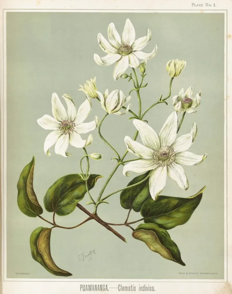 Obraz Puawananga Clematis indivisa, Planche 1 - Sarah Featon | Druk artystyczny