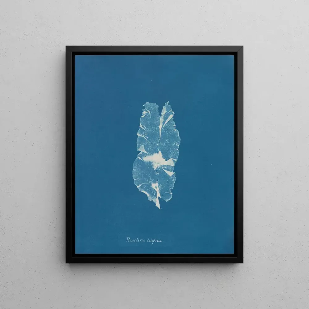 Obraz Punctaria latifolia - Anna Atkins | Druk artystyczny