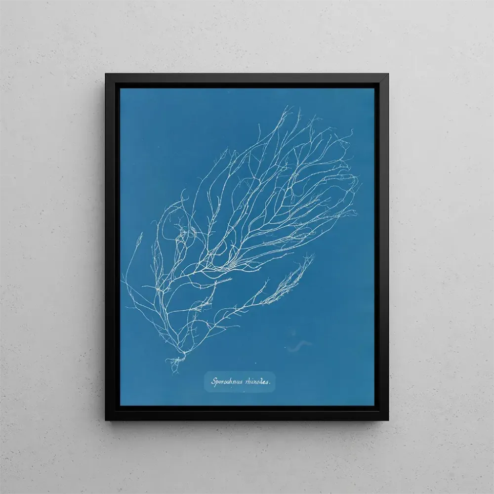 Obraz Rhizodes de Sporochnus - Anna Atkins | Druk artystyczny
