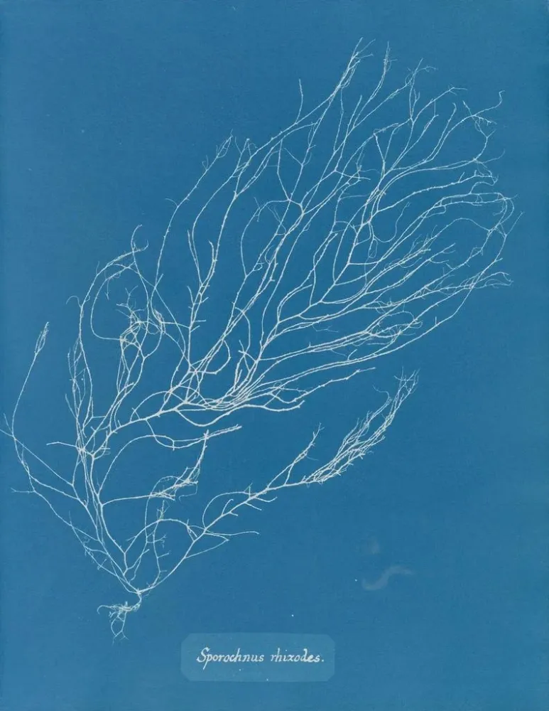 Obraz Rhizodes de Sporochnus - Anna Atkins | Druk artystyczny