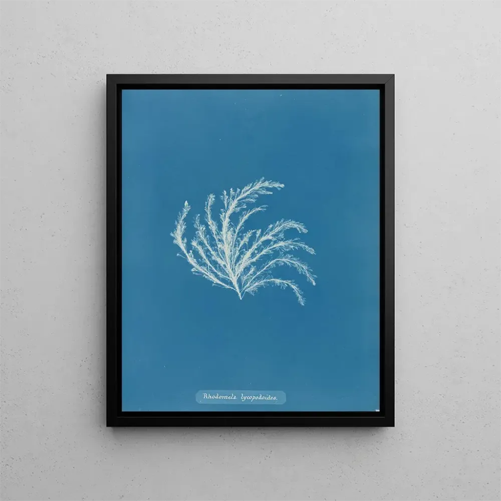 Obraz Rhodomela lycopodioides - Anna Atkins | Druk artystyczny