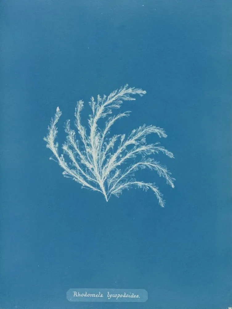 Obraz Rhodomela lycopodioides - Anna Atkins | Druk artystyczny
