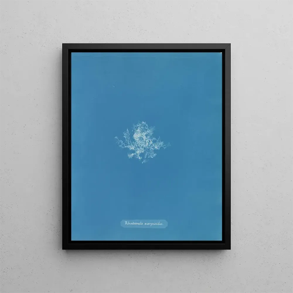 Obraz Rhodomela scorpioides - Anna Atkins | Druk artystyczny