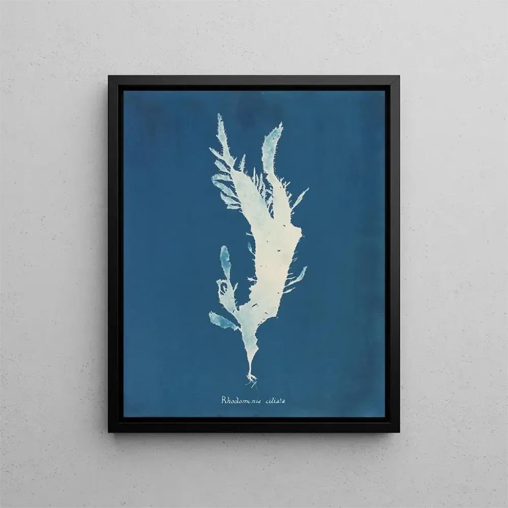 Obraz Rhodoménie ciliée - Anna Atkins | Druk artystyczny