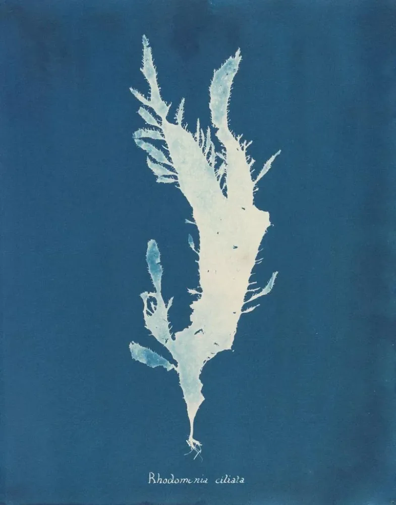 Obraz Rhodoménie ciliée - Anna Atkins | Druk artystyczny