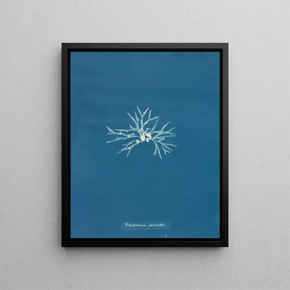 Obraz Rhodoménie palmée - Anna Atkins | Druk artystyczny