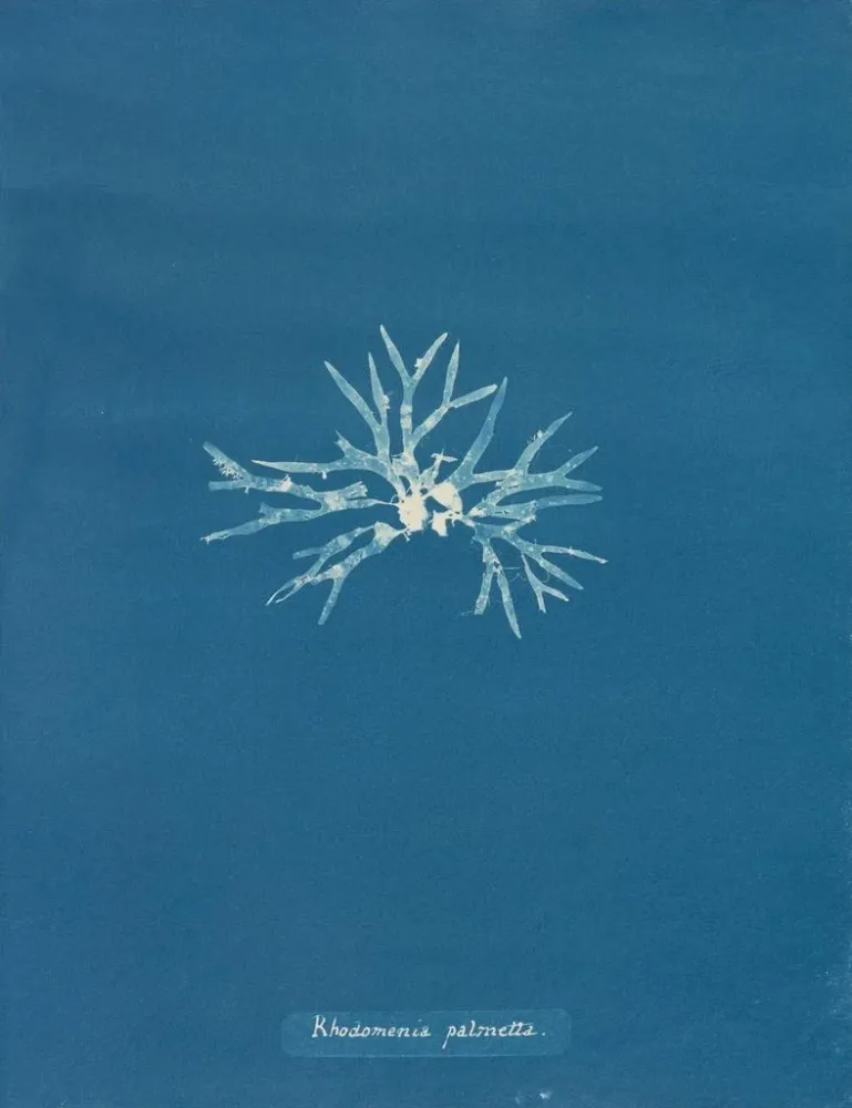 Obraz Rhodoménie palmée - Anna Atkins | Druk artystyczny