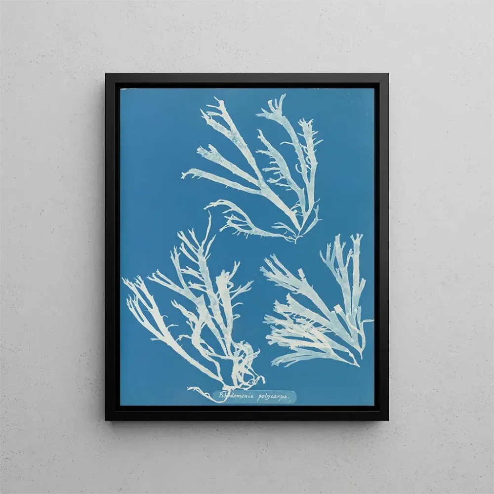 Obraz Rhodoménie polycarpe - Anna Atkins | Druk artystyczny