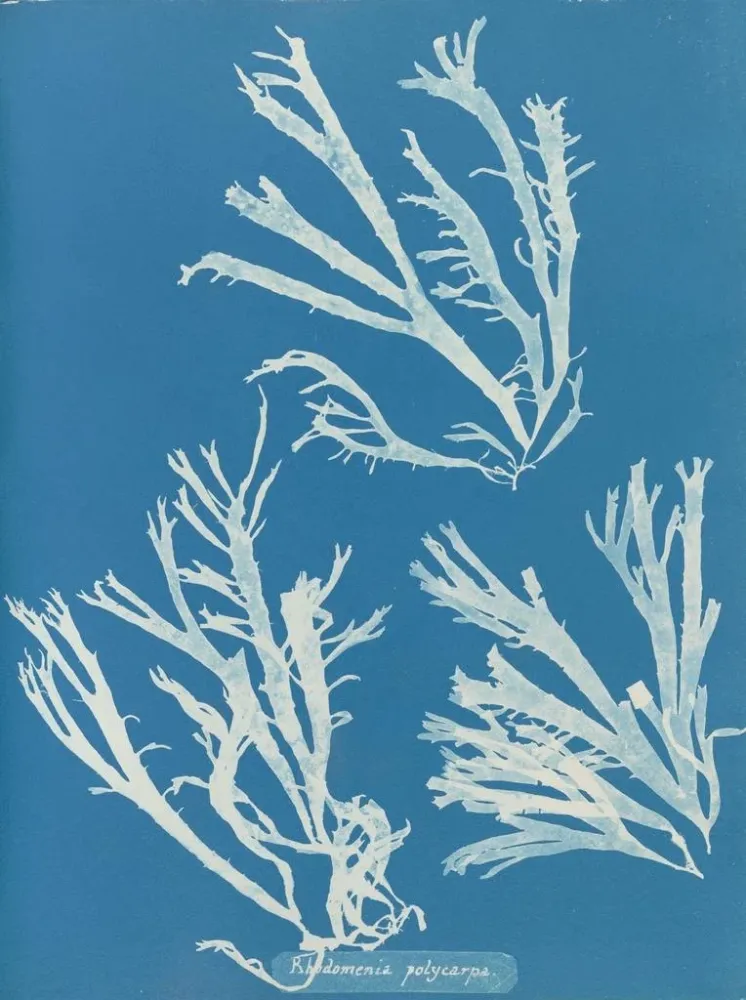 Obraz Rhodoménie polycarpe - Anna Atkins | Druk artystyczny