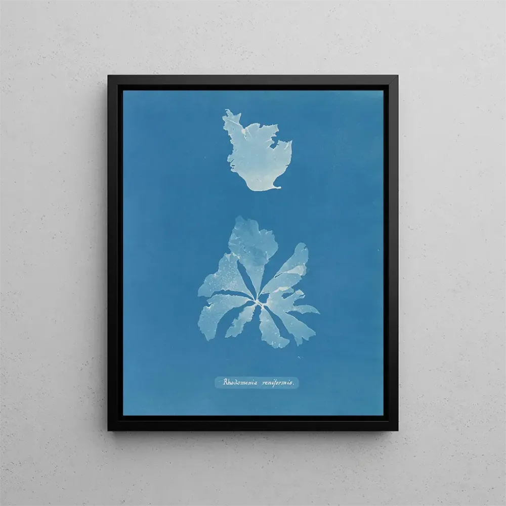 Obraz Rhodoménie réniforme - Anna Atkins | Druk artystyczny