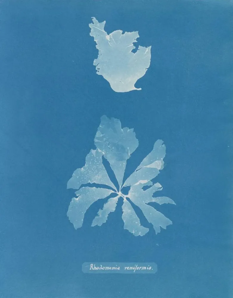 Obraz Rhodoménie réniforme - Anna Atkins | Druk artystyczny