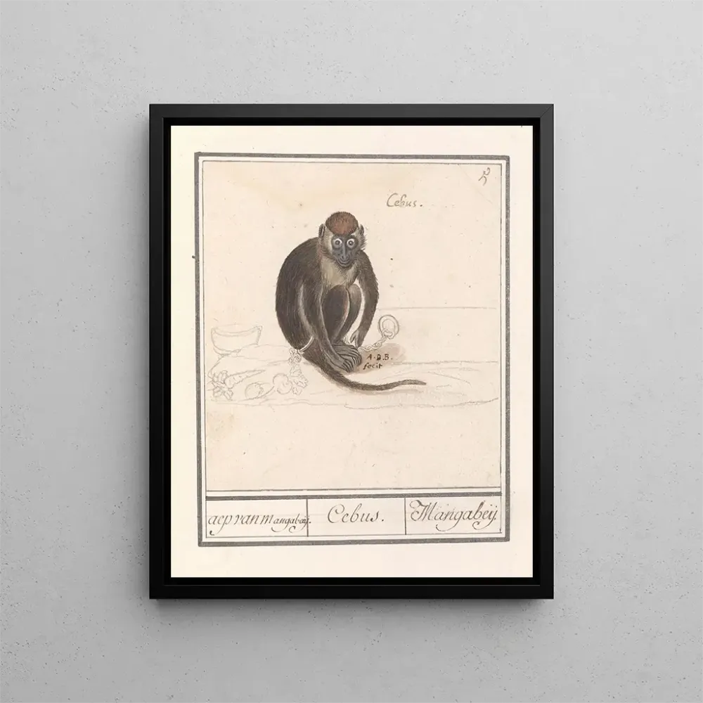 Obraz Roodkopmangabey Cercocebus torquatus aep de Mangabaij Cebus Mangabeij - Anselmus Botius de Boodt | Druk artystyczny