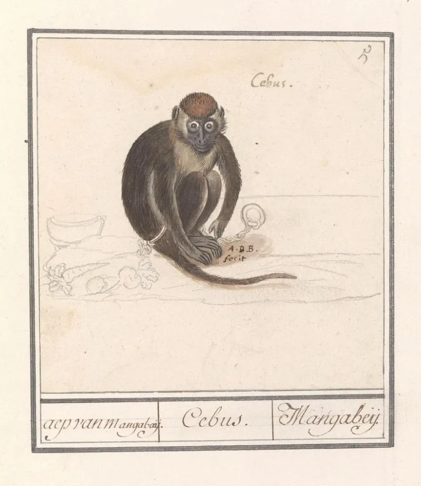Obraz Roodkopmangabey Cercocebus torquatus aep de Mangabaij Cebus Mangabeij - Anselmus Botius de Boodt | Druk artystyczny