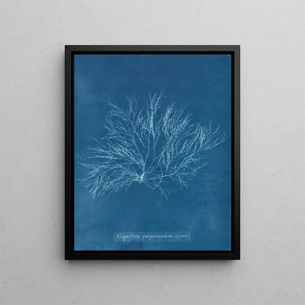 Obraz różowe fiołki gigant w owocach - Anna Atkins | Druk artystyczny